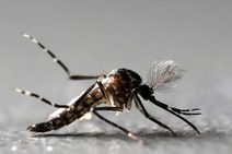 Sergipe não possui registros de febre amarela