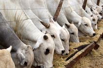 Começa 2ª etapa de vacinação contra febre aftosa