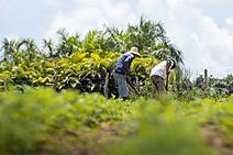 Do campo à mesa, Governo Fábio Mitidieri está transformando a agricultura familiar em Sergipe