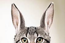 Compradores de imóveis via Associações Pró- Construção entram num barato que sai caro