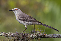 Acusando o sabiá-de-praia