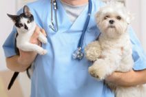 PL propõe que unidades de saúde denunciem maus-tratos de animais