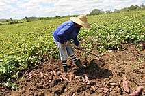 Sergipe é o maior produtor de batata-doce do Nordeste, segundo Emdagro