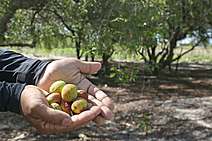 Em ritmo acelerado, obras no Residencial Mangabeiras Irmã Dulce dos Pobres vão beneficiar milhares de aracajuanos