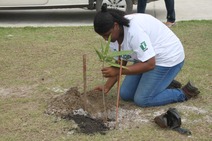 Praças do conjunto Fernando Collor recebem plantio de mudas