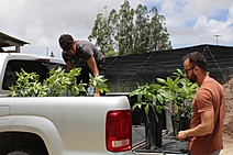 Deso doa mudas de árvores ao município de Nossa Senhora do Socorro