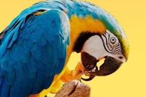 Aracaju sediará Congresso Brasileiro e Latino-Americano de Bioética e Direitos dos Animais 