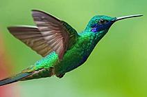 colibri