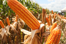 Safra de milho atingirá 793 mil toneladas neste ano