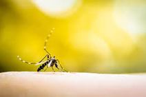 Saúde pública: por que a dengue está mais forte este ano?