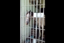 Exótica prisão de um cavalo na delegacia de Aparecida