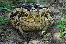 Uma quase lenda rural