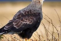 Os gaviões estão chegando