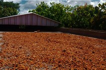 Produtores da região sul investem no cultivo de cacau