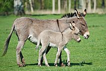 "O jumento é nosso irmão"... Salvem os jumentos!