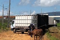 Fiscalização apreende animais de criação em áreas de Preservação Permanente