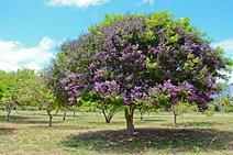 Inventário de Arborização de Aracaju entra em nova fase